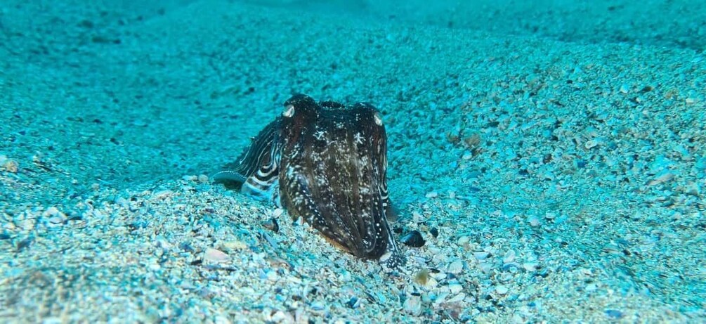 Picture 10 for Activity Sesimbra: Double Dive on a Marine reserve