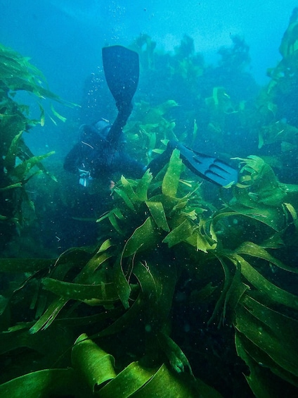 Picture 14 for Activity Sesimbra: Double Dive on a Marine reserve