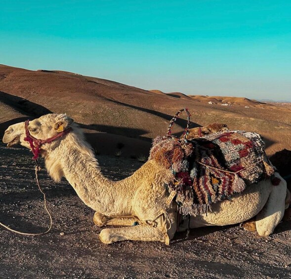 Picture 5 for Activity Agafay Desert Evening: Camel Ride, Quad Bike, Dinner & Show