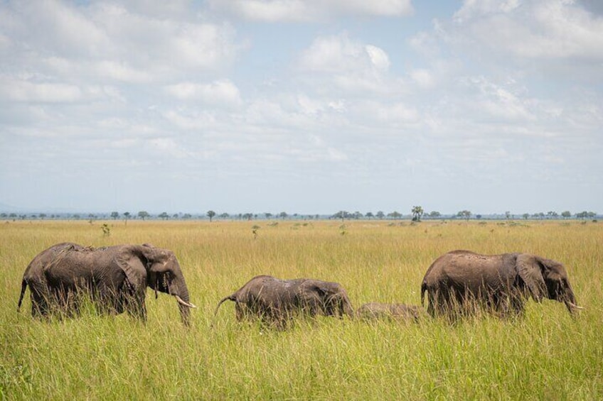 Full Day Mikumi National Park Safari Tour