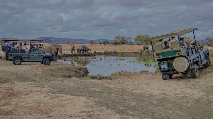 1-Day Mikumi National Park Fly-In Safari from Zanzibar