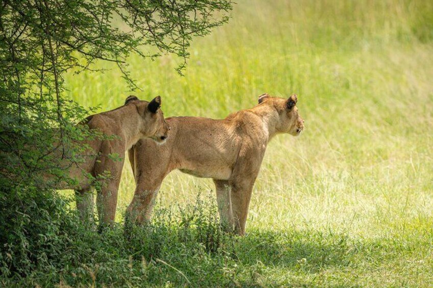 Full Day Mikumi National Park Safari Tour