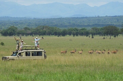 Day Trip to Mikumi Wildlife Safari & Game Drive