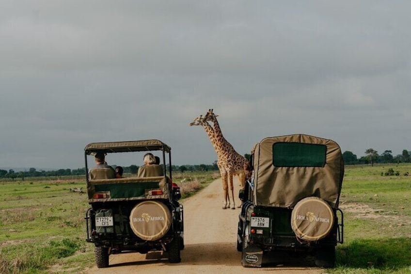 Day Trip to Mikumi Wildlife Safari & Game Drive