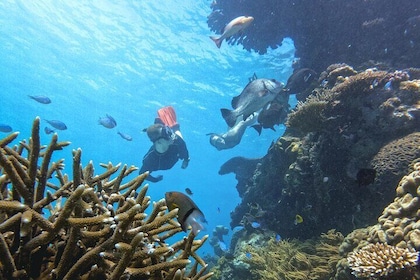 Great Barrier Reef Snorkel Day Tour from Cairns: SeaQuest