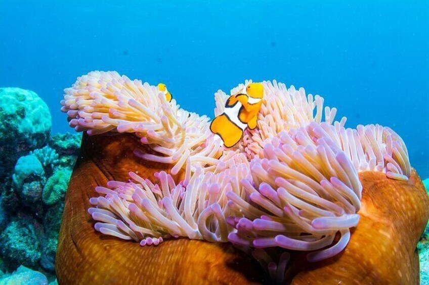 Great Barrier Reef Snorkel Special in Cairns