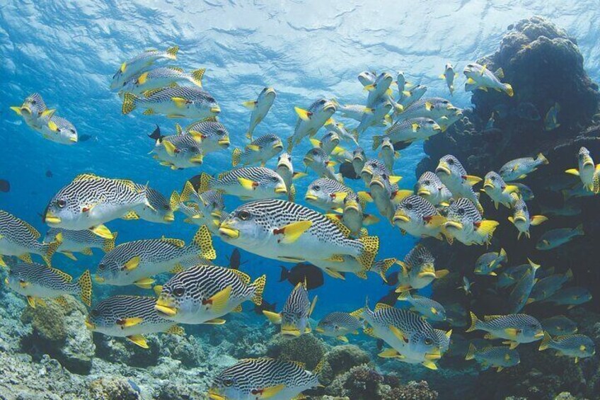 Great Barrier Reef Snorkel Special in Cairns