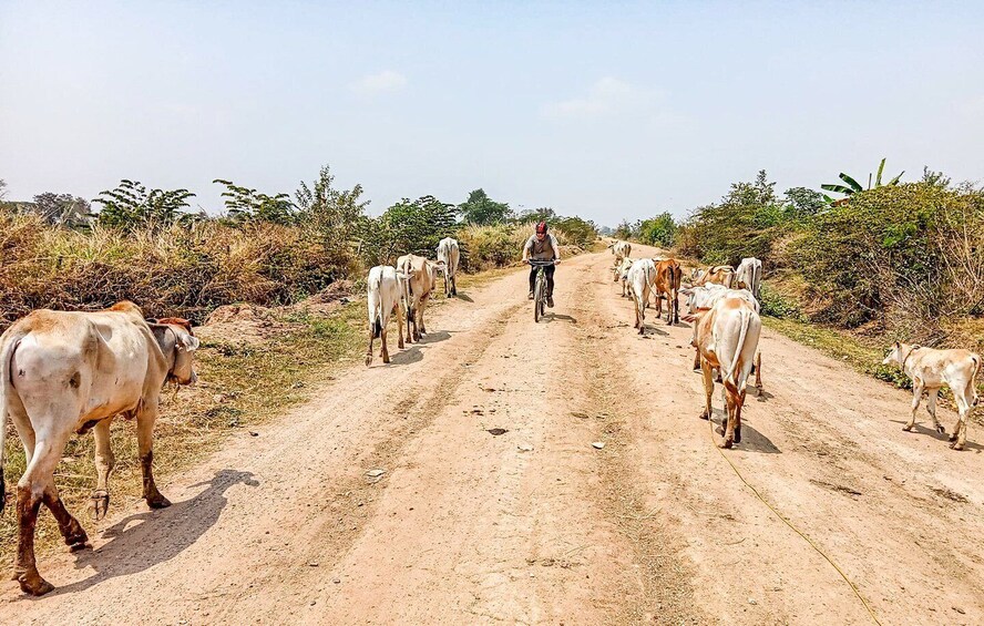 Picture 4 for Activity Battambang: Full-Day Countryside Cycling Tour with Lunch