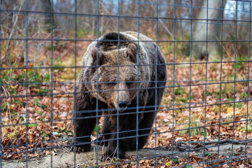 Picture 8 for Activity Legends&Wildlife Awaits: Dracula's Castle & Bear Sanctuary