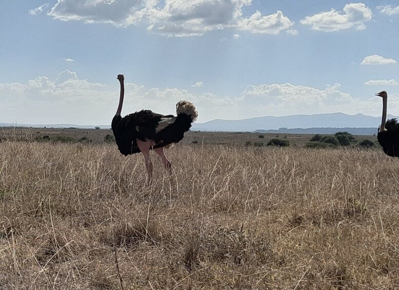 Picture 5 for Activity Nairobi national park Sunrise Game Drive