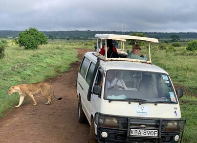 Nairobi-Nationalpark Sonnenaufgangs-Pirschfahrt