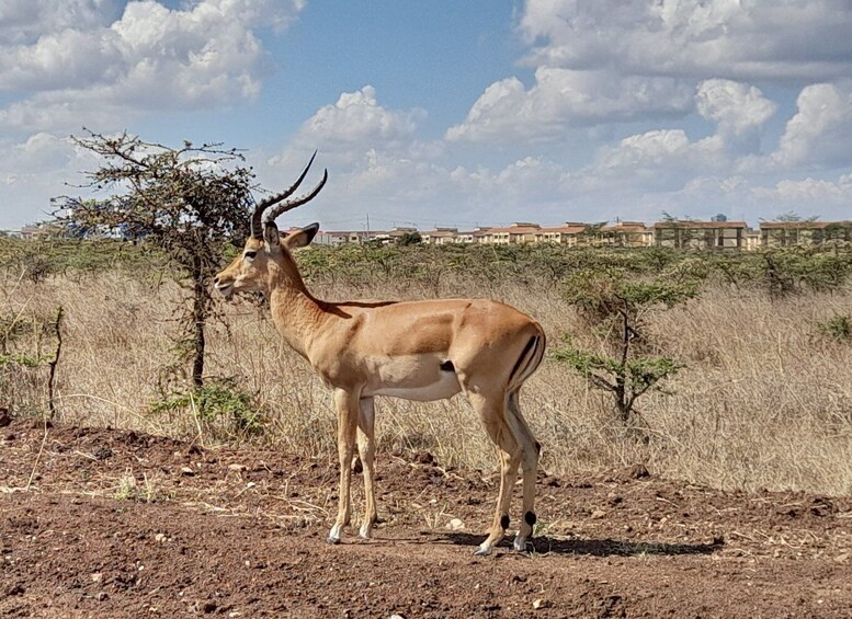 Picture 2 for Activity Nairobi national park Sunrise Game Drive