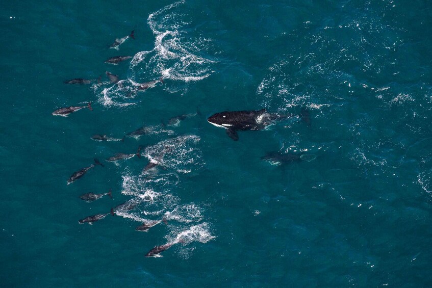 Picture 4 for Activity Kaikoura: Whale Watching Flight with Hot Drinks