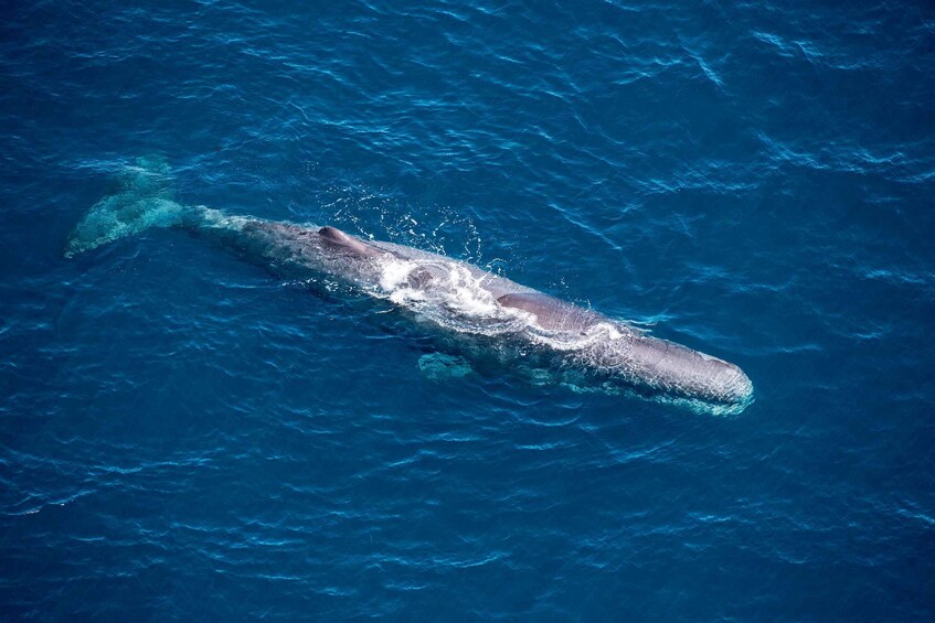 Picture 2 for Activity Kaikoura: Whale Watching Flight with Hot Drinks