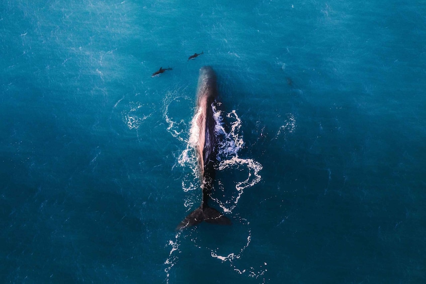 Whale Watching Flight Kaikoura QUALMARK GOLD