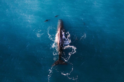 Kaikoura: volo premium per l'osservazione delle balene