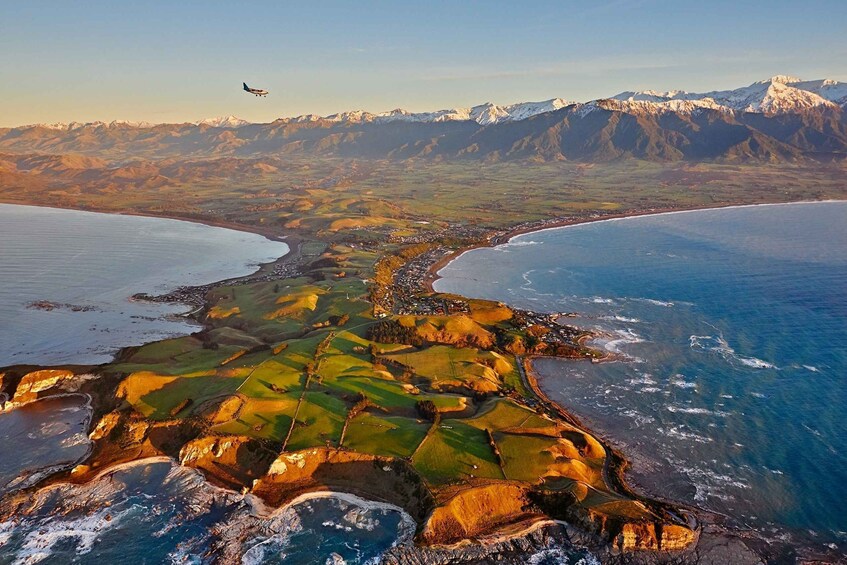 Picture 5 for Activity Kaikoura: Whale Watching Flight with Hot Drinks