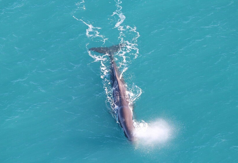 Picture 1 for Activity Kaikoura: Whale Watching Flight with Hot Drinks