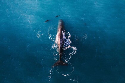 Kaikoura: Whale Watching Flight with Hot Drinks