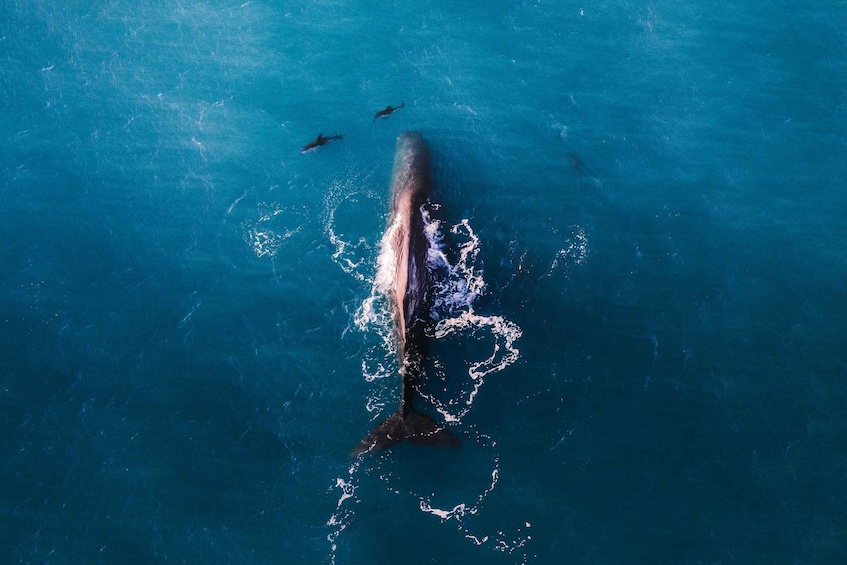 Kaikoura: Premium Whale Watching Flight