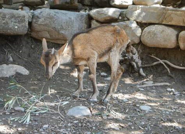 Picture 8 for Activity From Chania/Rethymno: Samaria Gorge Easy Way