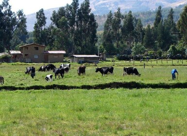 Utflukt til haciendaen La Colpa og Baños del Inca.