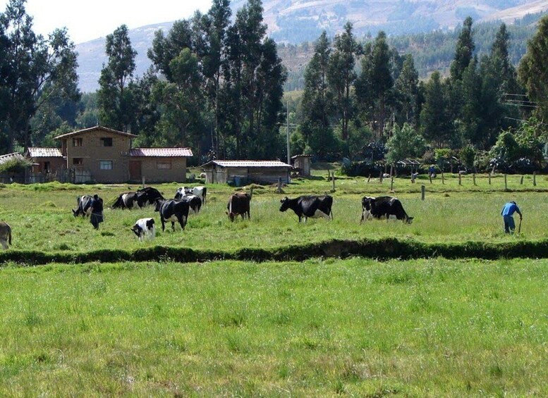 Excursion to the La Colpa hacienda and Baños del Inca.