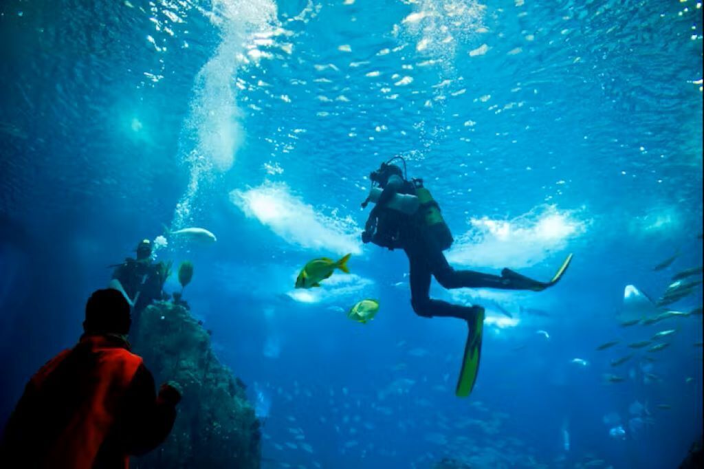 Nat Geo Day Tour: Oceanario Odyssey, A Behind-the-Scenes Experience