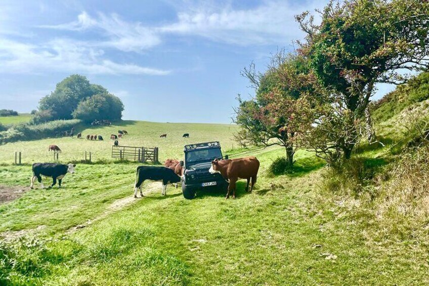 PRIVATE 4x4 Land Rover Safari - Purbeck Hills and Jurassic Coast