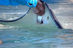 Stingray Cay Wildlife Tour