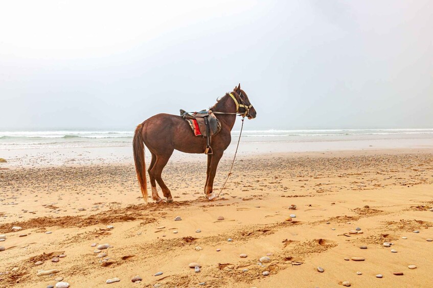 Picture 2 for Activity Agadir: Beach and Ranch Horse Riding Tour