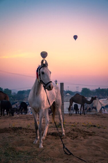 Picture 4 for Activity Agadir: Beach and Ranch Horse Riding Tour