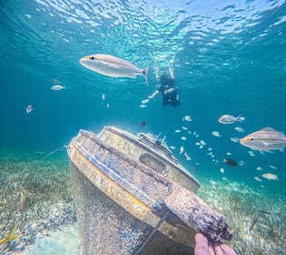 Nassau: Sun Cay Dagtocht, Snorkelen, Ontmoeting met Leguanen & Lunch