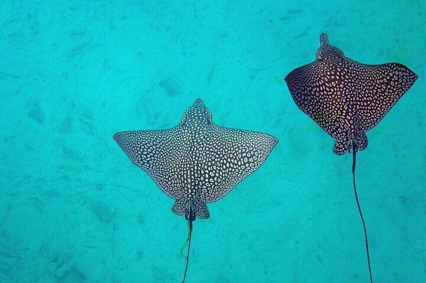 Eagle rays can often be seen while snorkeling.