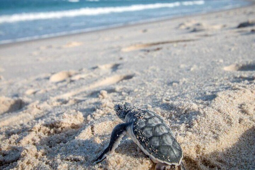 Baby sea turtle taking it's first steps in an incredible voyage.