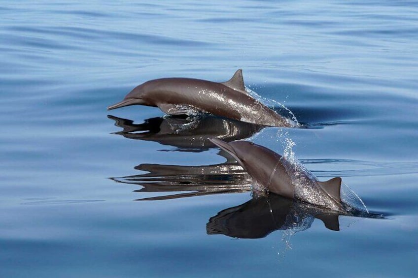 Huatulco is home to unique dolphin species