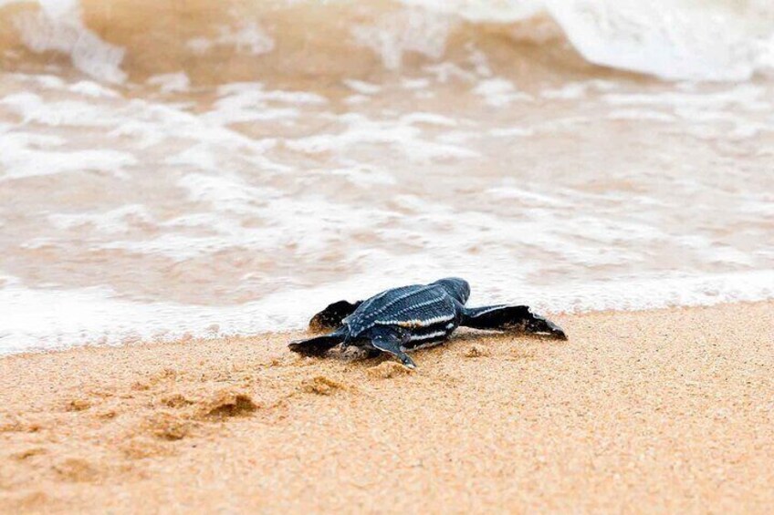 Leatherback sea turtles are one of the endangered species we may help release.