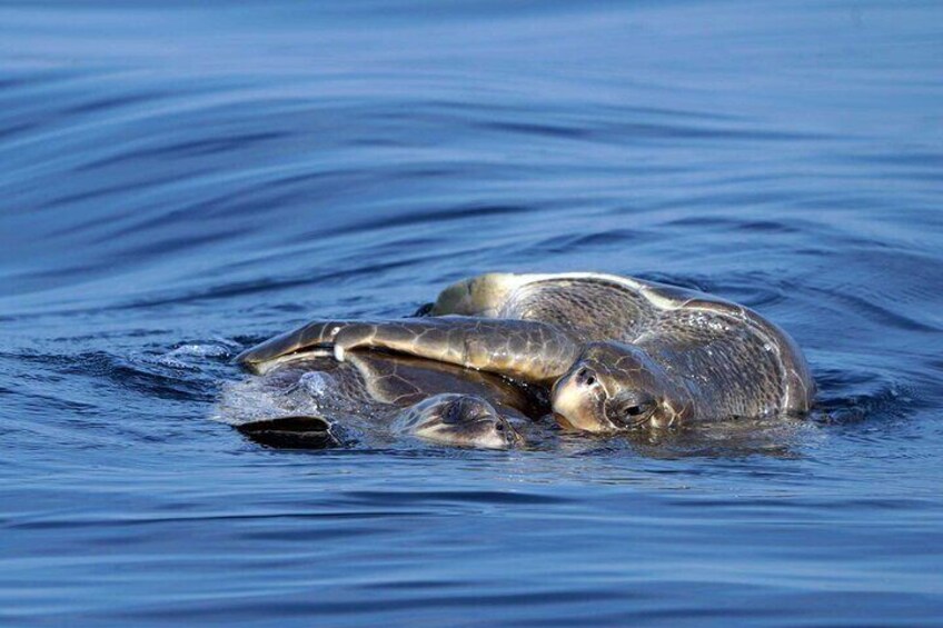 Olive Ridley sea turtles are common to see.