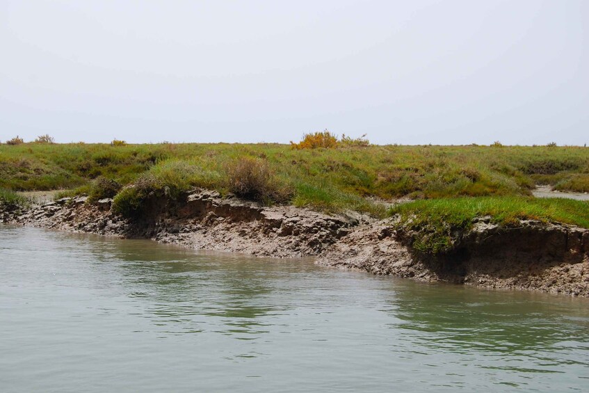 Picture 6 for Activity From Faro: Ria Formosa Lagoon Boat Tour with Local Guide