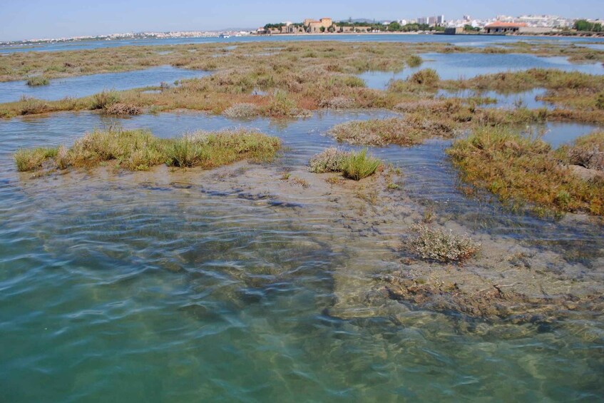 Picture 4 for Activity From Faro: Ria Formosa Lagoon Boat Tour with Local Guide