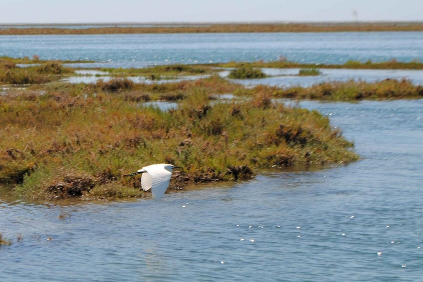 Picture 1 for Activity From Faro: Ria Formosa Lagoon Boat Tour