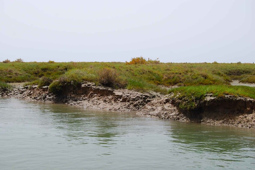 Picture 6 for Activity From Faro: Ria Formosa Lagoon Boat Tour with Local Guide