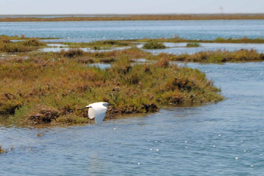 Picture 1 for Activity From Faro: Ria Formosa Lagoon Boat Tour with Local Guide