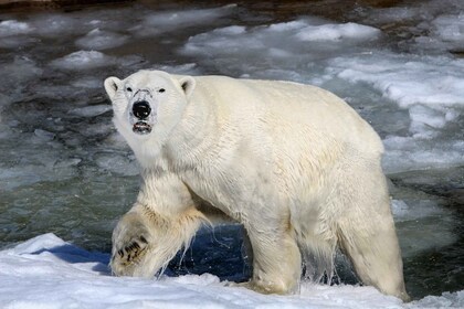 Ranua : Visite du parc de la faune