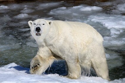 拉努阿：野生動物園遊覽