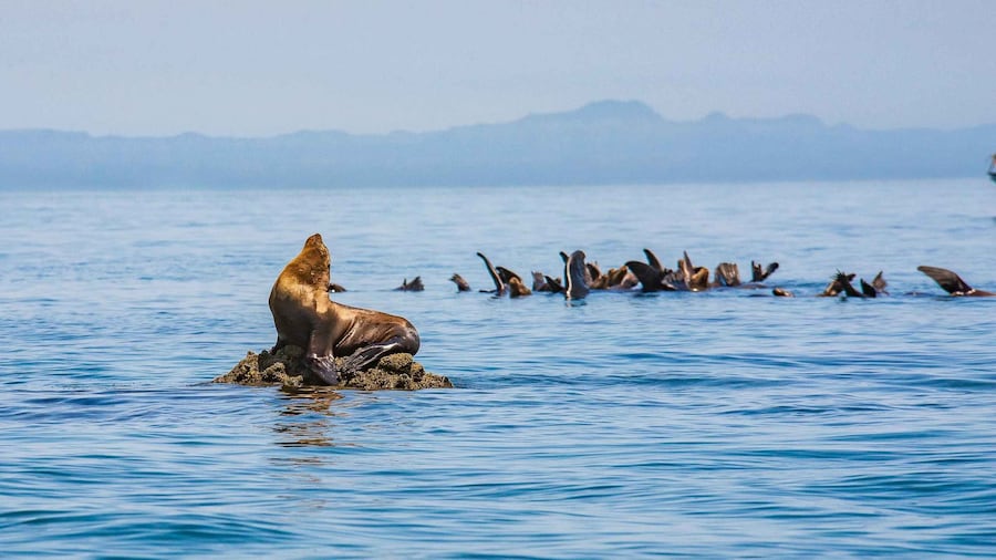 La Paz: Espiritu Santo Island Tour