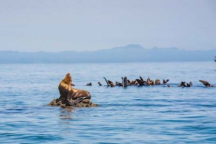 La Paz: recorrido por la isla Espíritu Santo