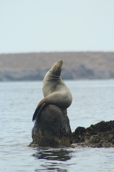 Picture 2 for Activity La Paz: Espiritu Santo Island Tour