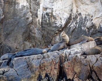 La Paz: Espiritu Santo Insel Tour