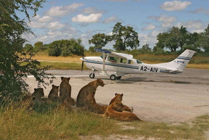 Picture 3 for Activity From Zanzibar: Day trip Safari to Mikumi by flight